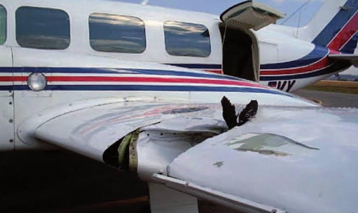 bird in aircraft wing, flight emergencies